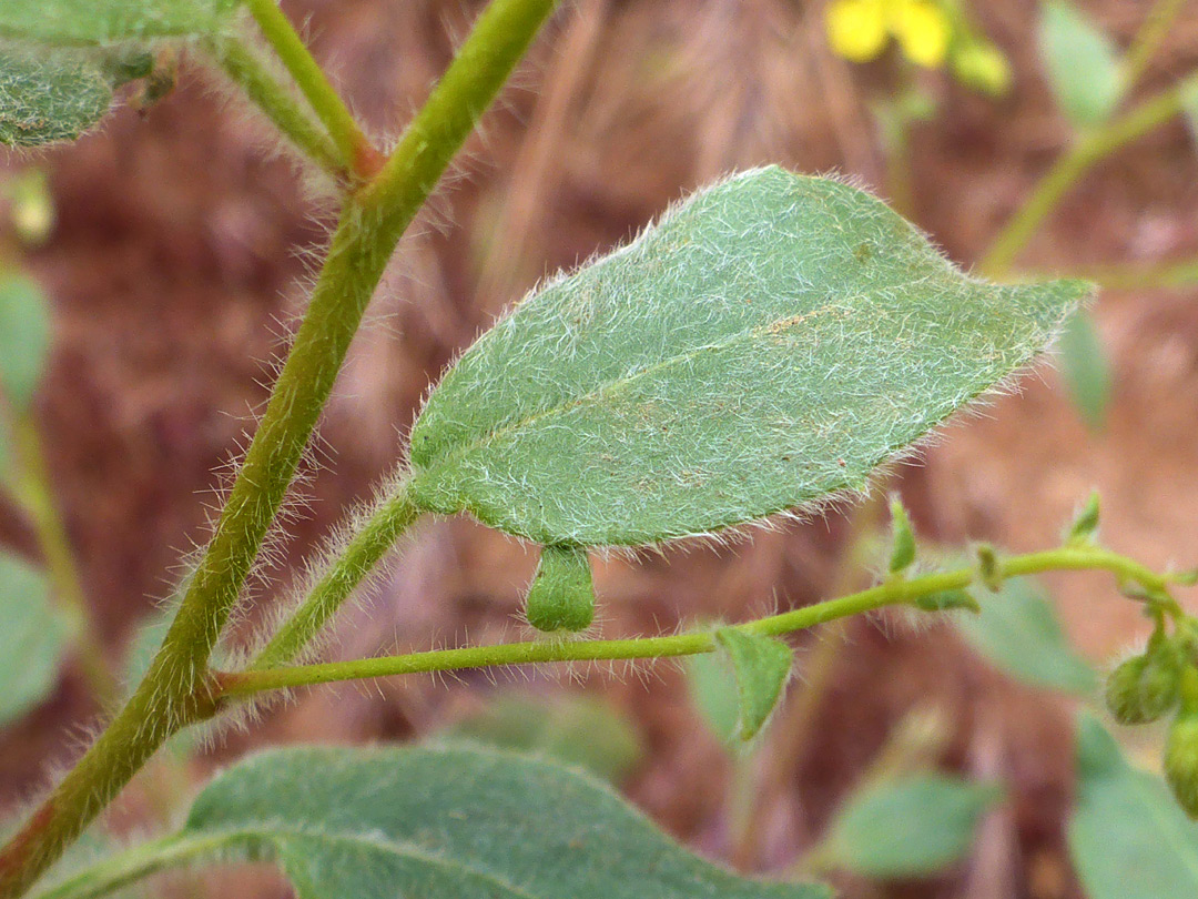 Hairy leaf