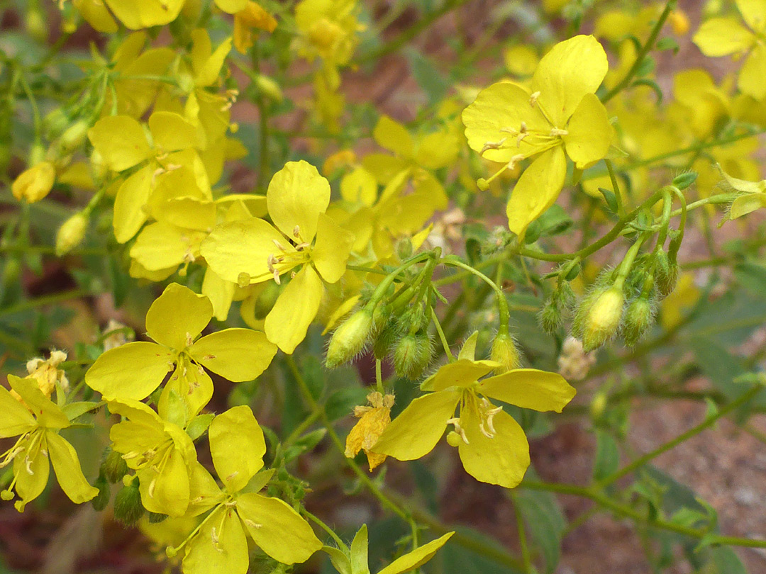 Many yellow flowers