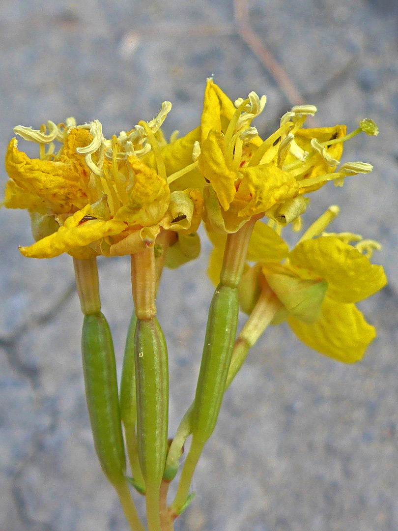 Withering flowers