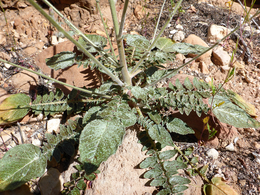 Lobed basal leaves