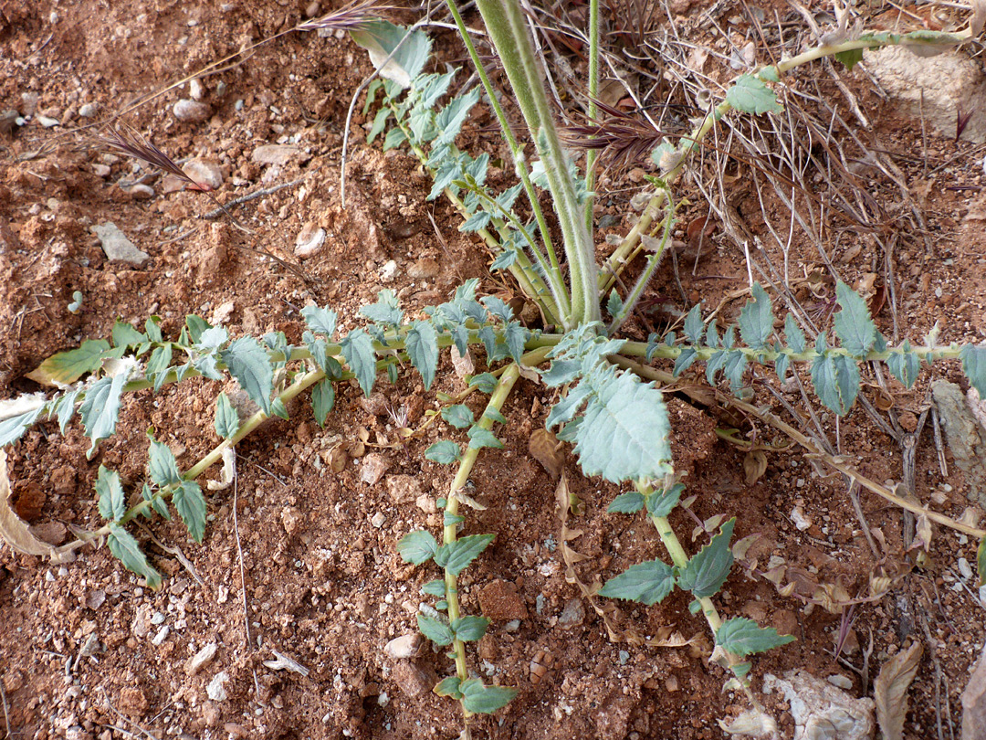 Basal leaves