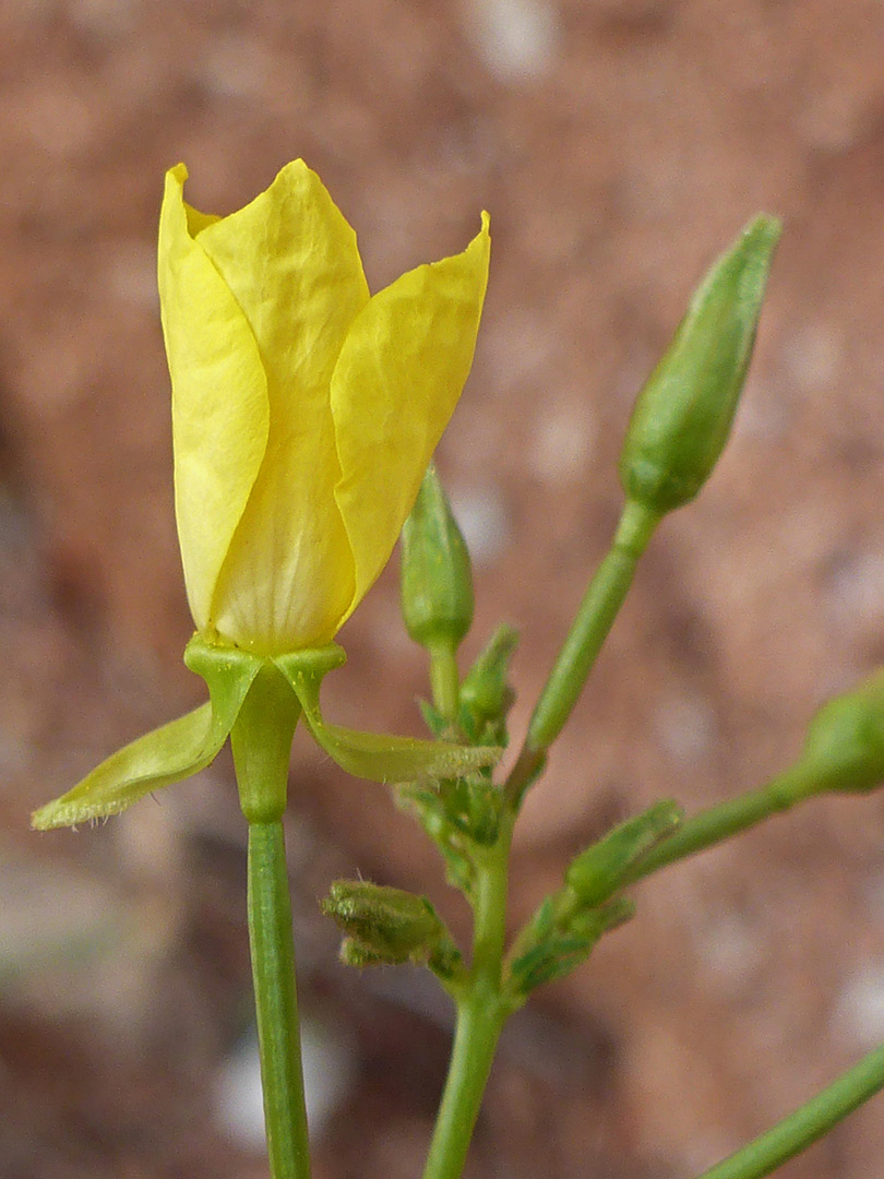 Buds and flower