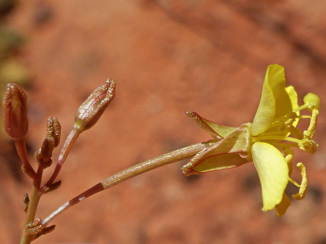 Hairless peduncle