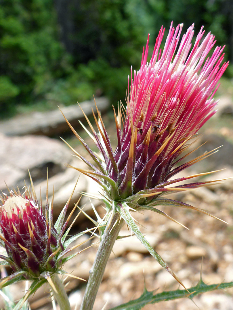 Pair of flowerheads