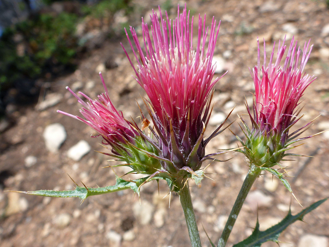 Three flowerheads