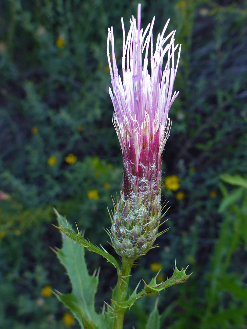 Pink-purple florets