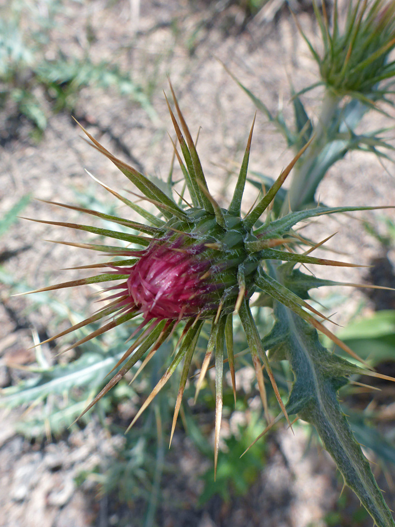 Spiny flowerhead