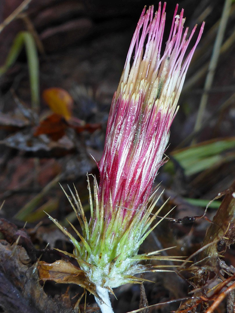 Elongated flowerhead