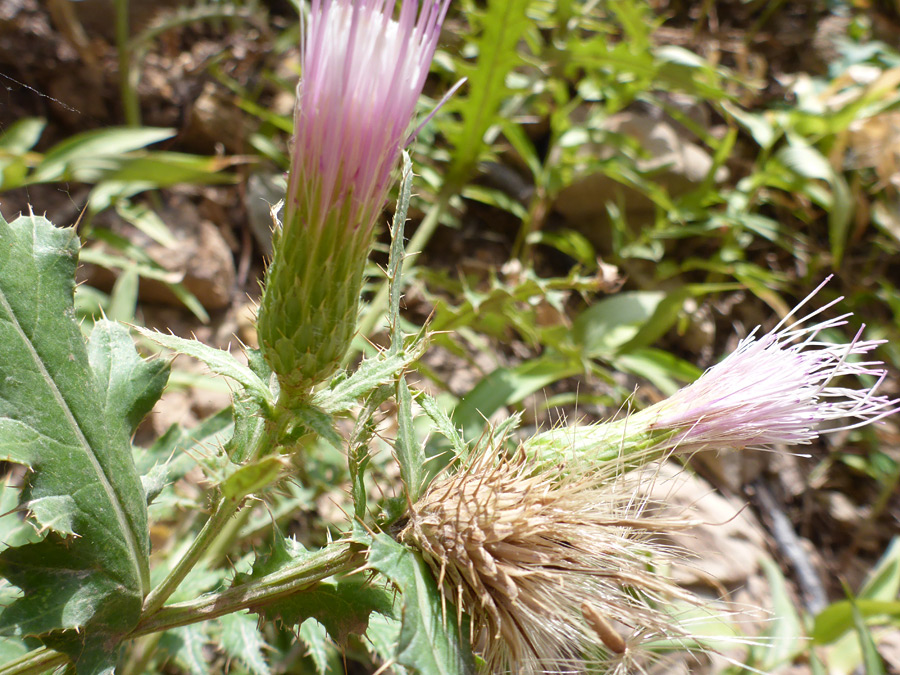 Leaves and flowerheads