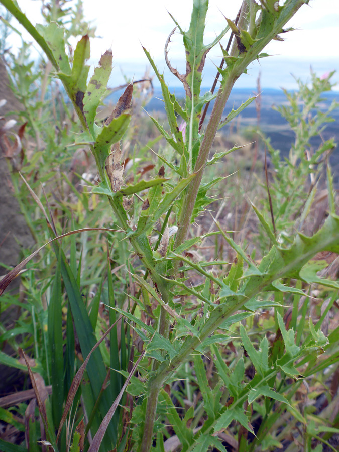 Stem and leaves