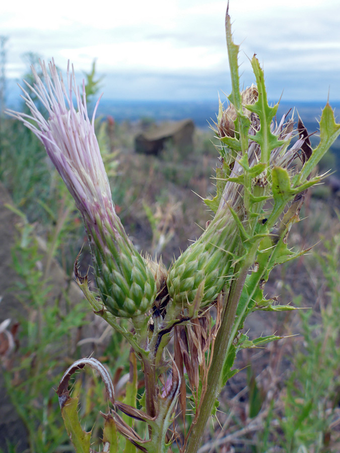 Flowerheads and leaves