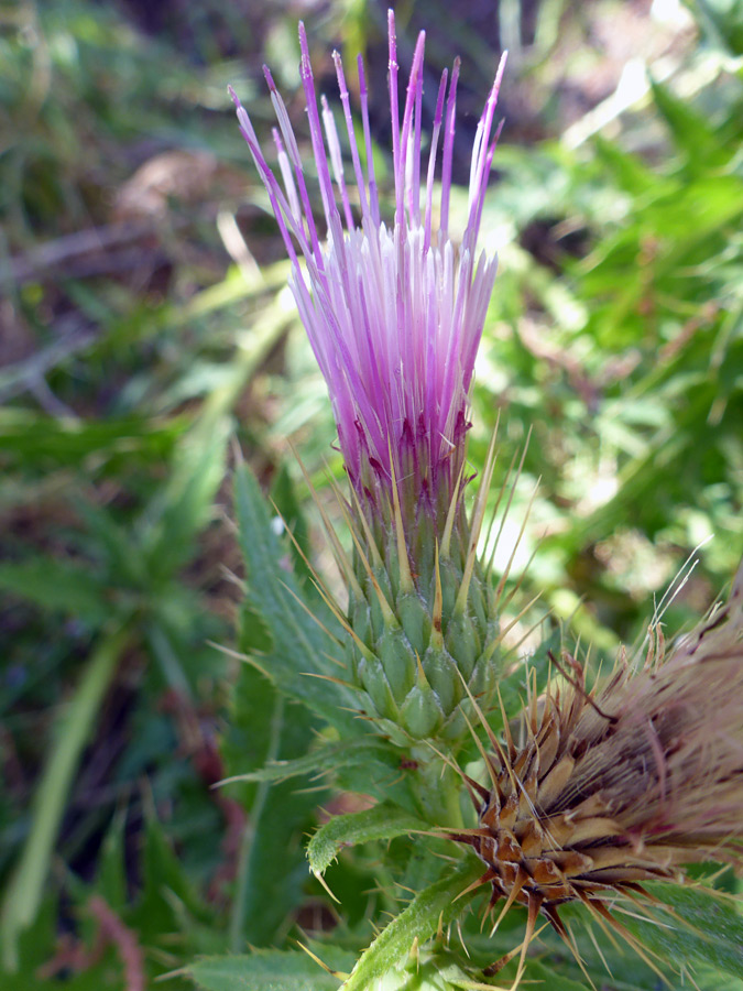 Two flowerheads