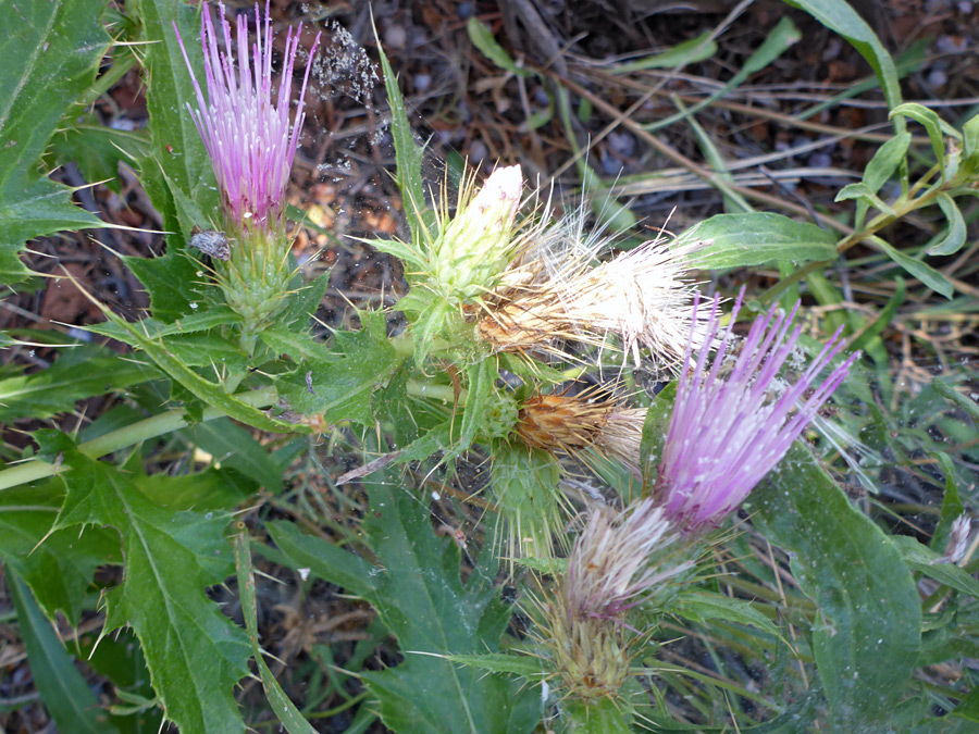 Group of flowerheads