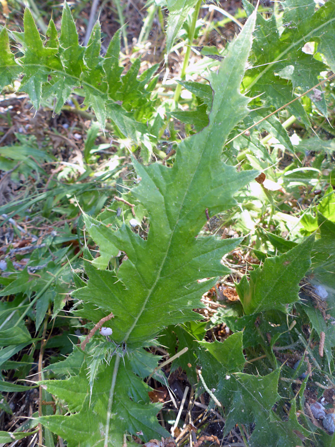 Lobed leaf