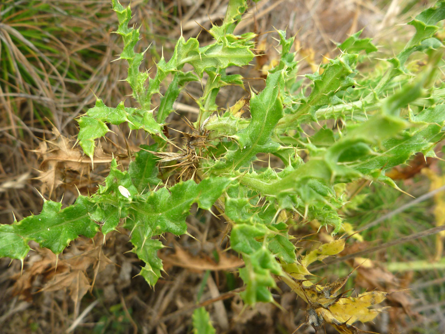 Spiny leaves