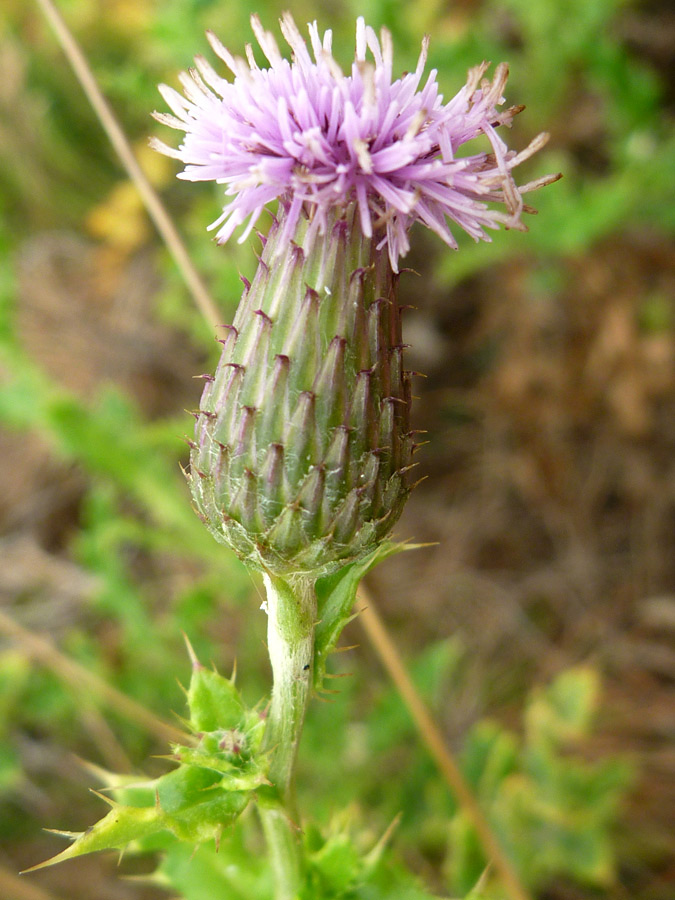 Phyllaries