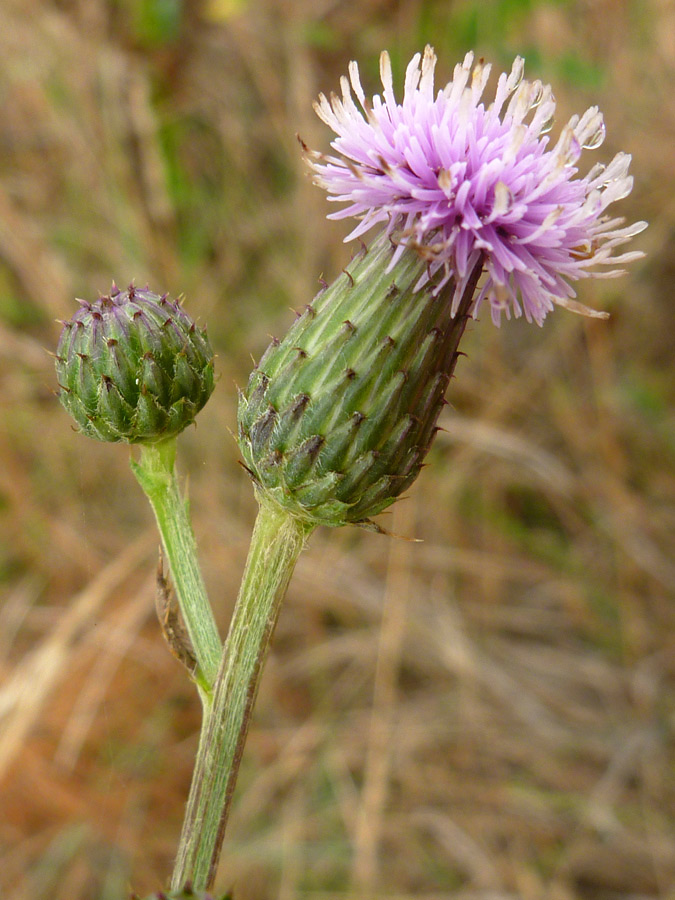 Bud and flowerhead