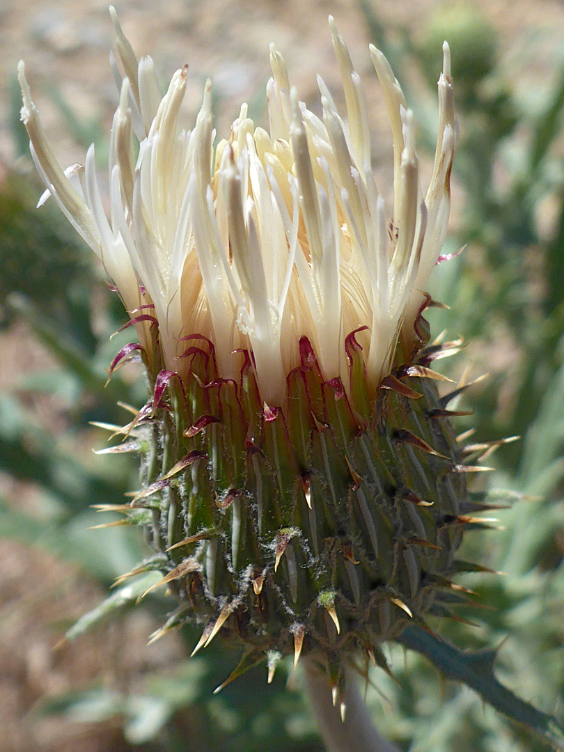 White florets