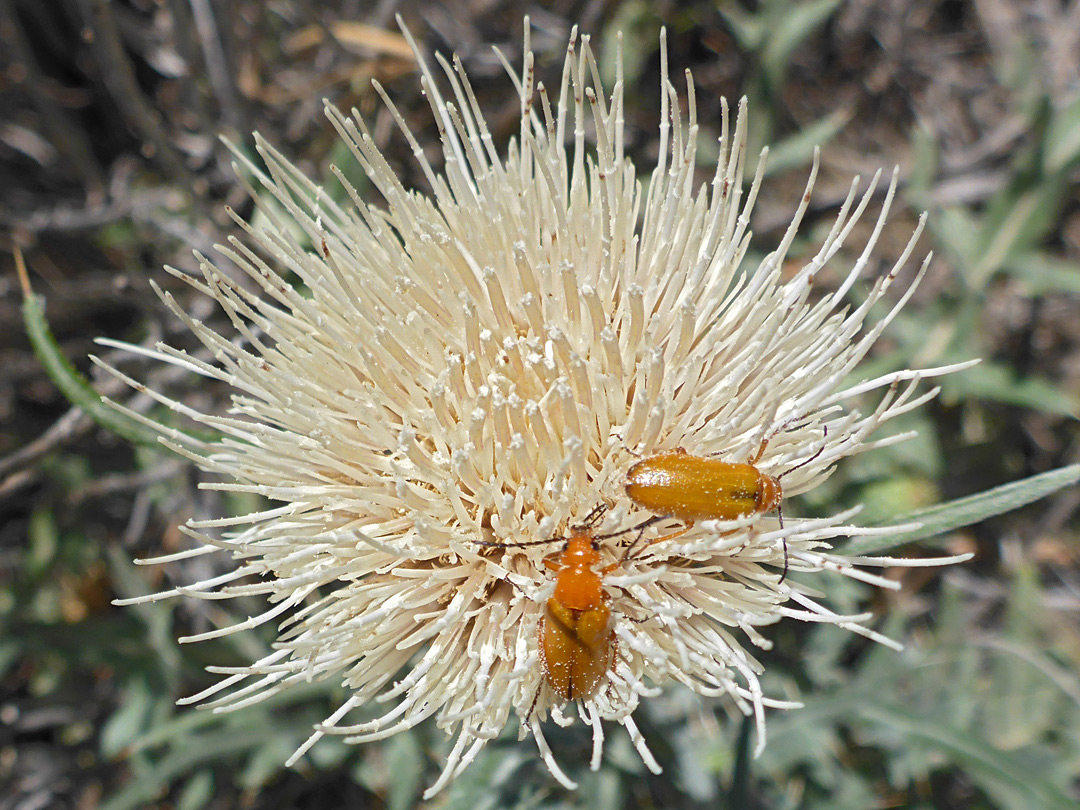 Beetles on a flowerhead
