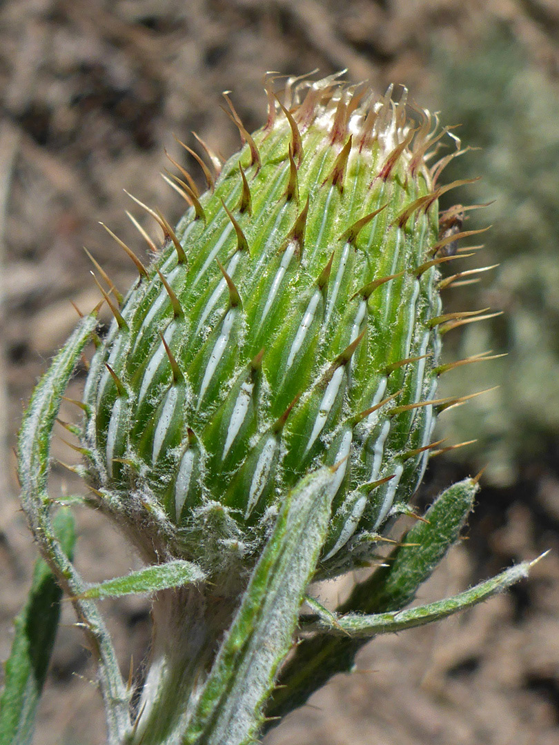 Developing flowerhead