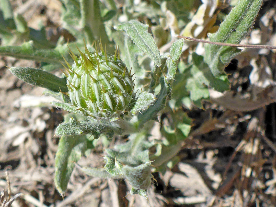 Leaves and flowerhead