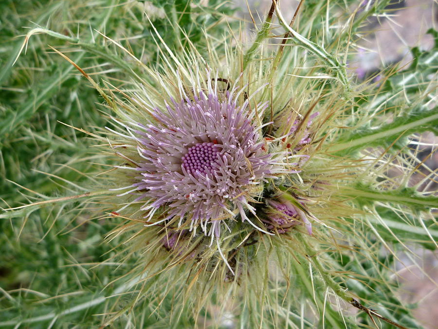 Anemone-like flower