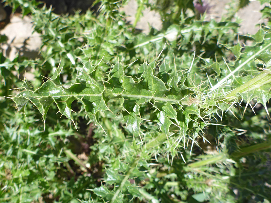 Spiny leaf