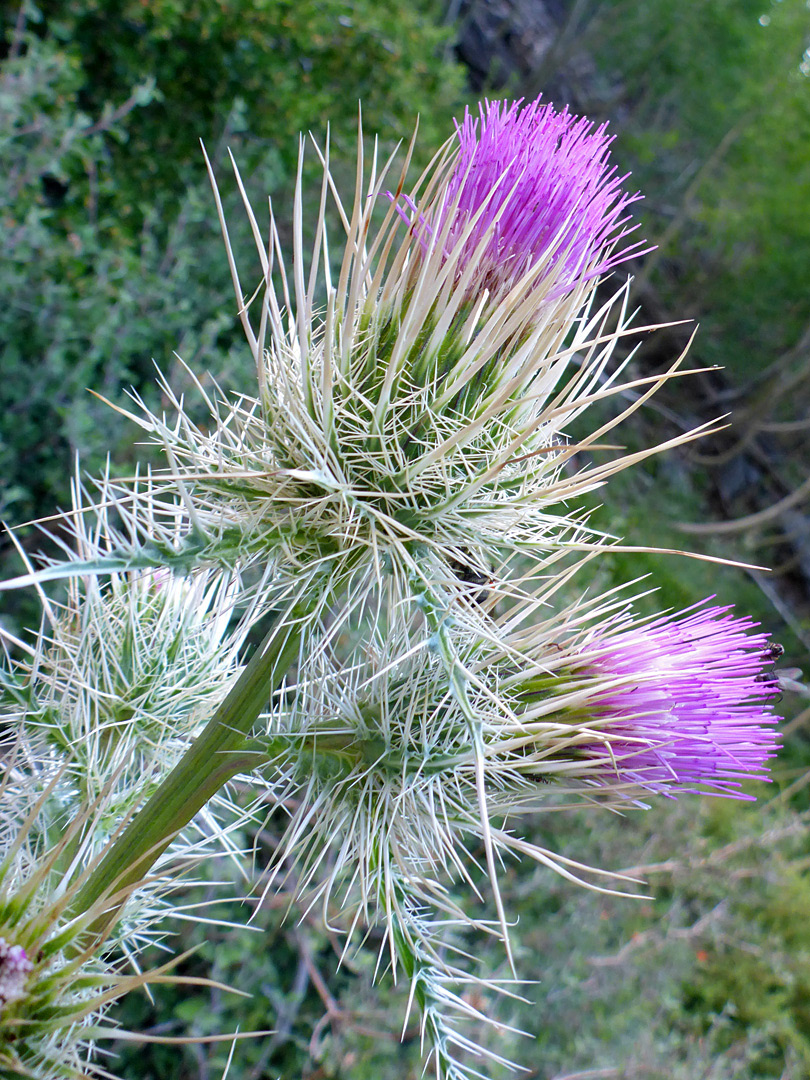 Brown-tipped phyllaries