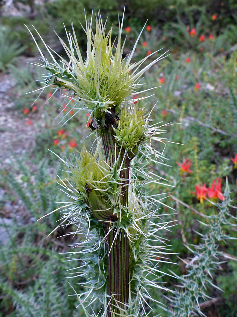 Developing, greenish flowerheads