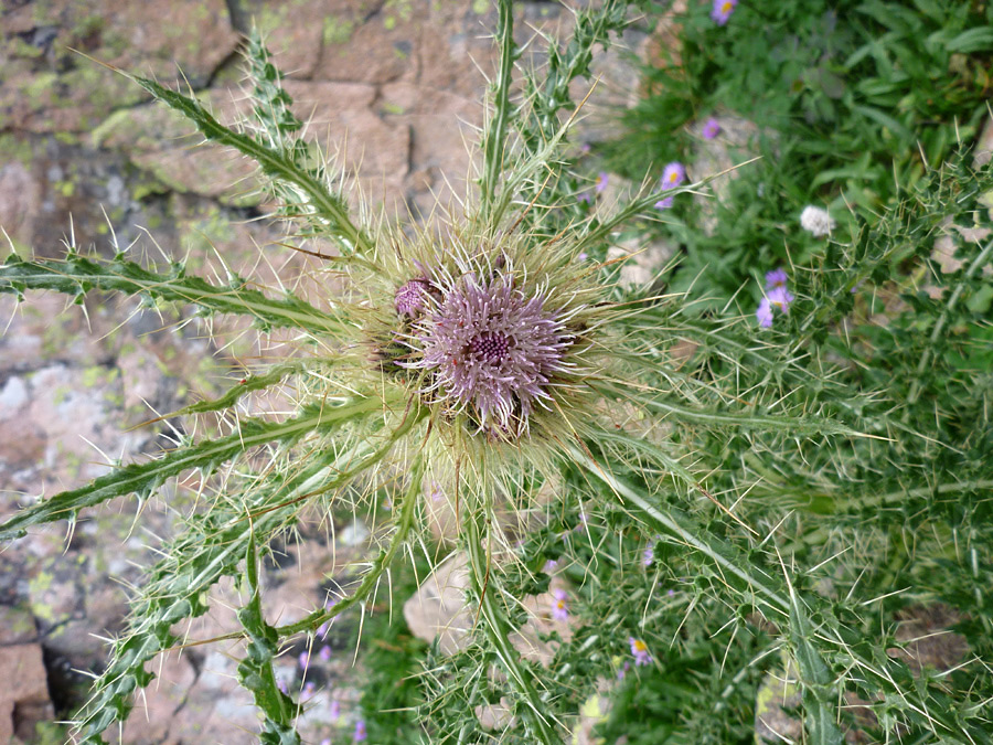 Flower and leaves