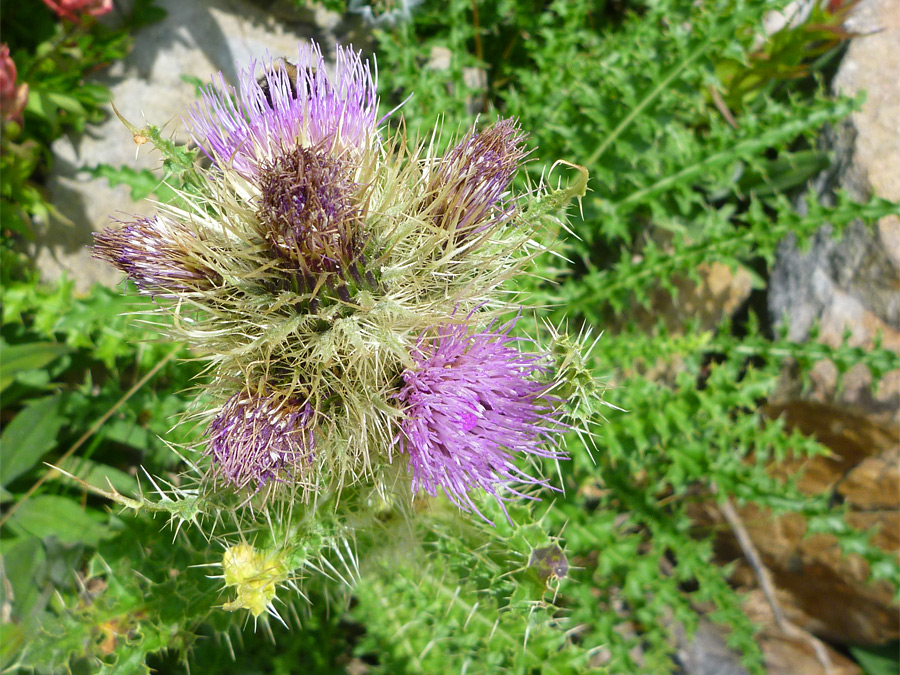 Flowers and bracts