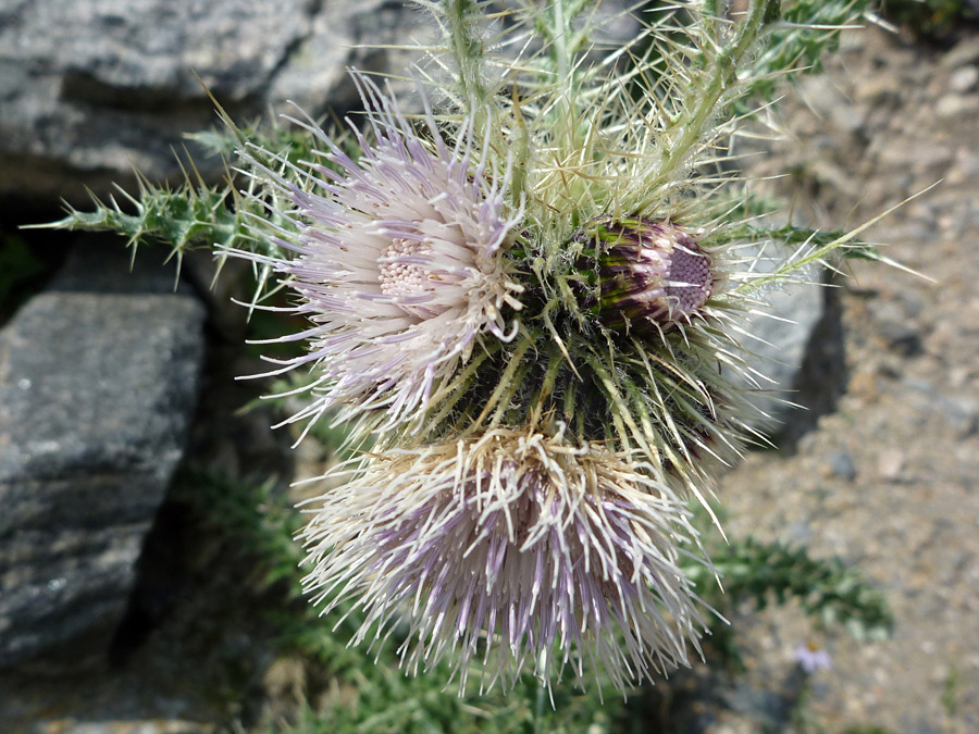 Three flowers