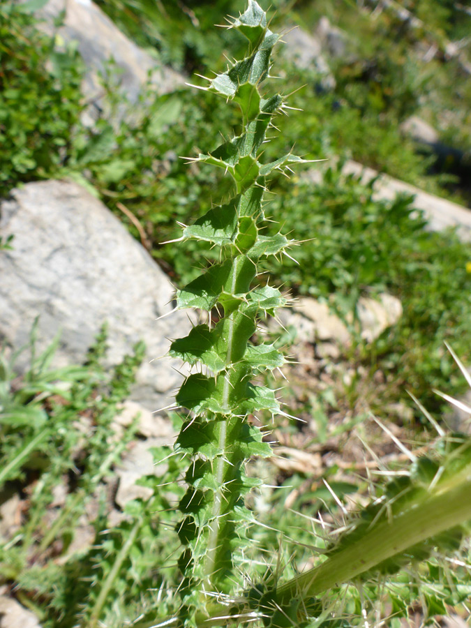 Lobed leaf