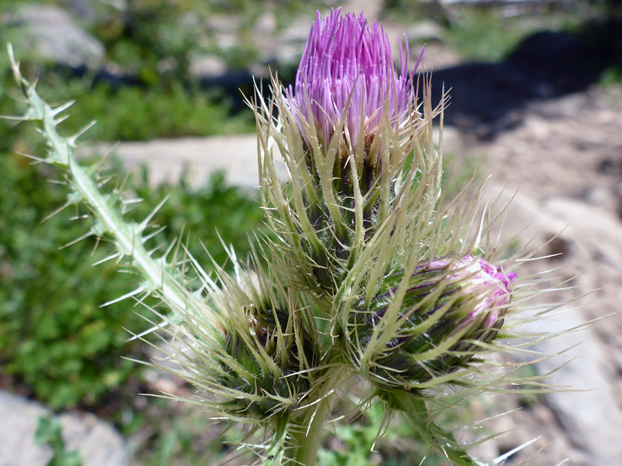 Three flowerheads