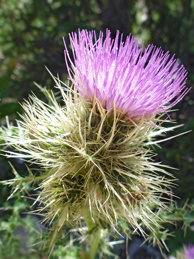 Large flowerhead