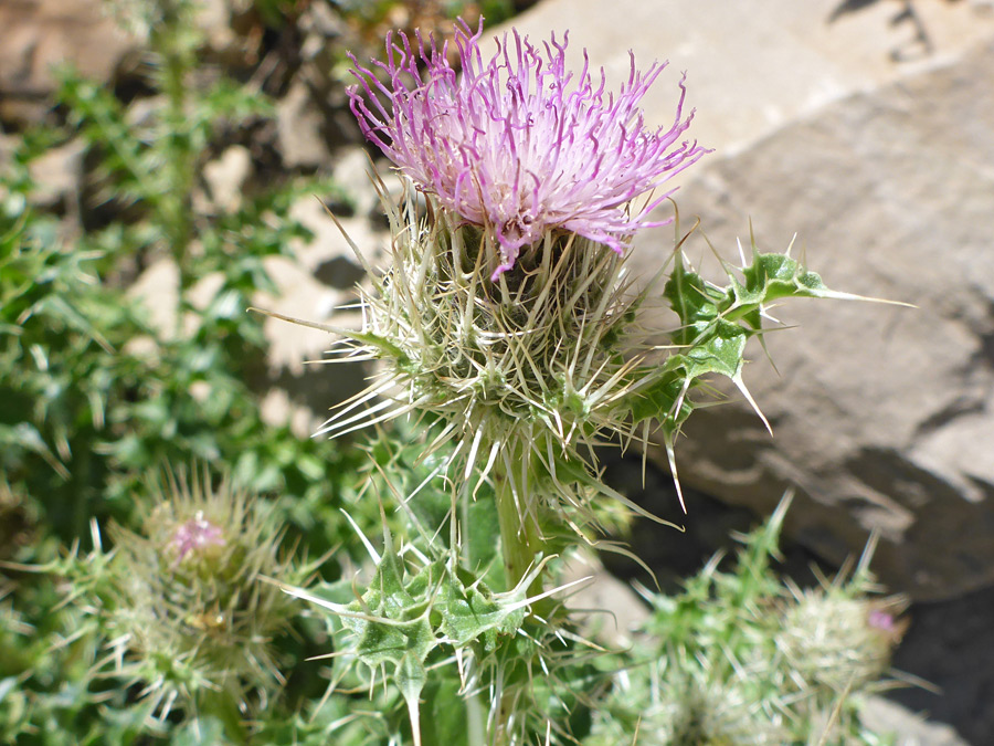 Spiny bracts