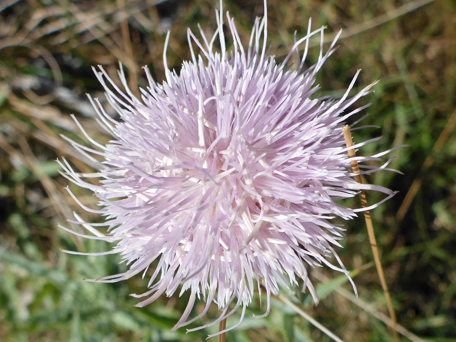 Spherical flowerhead