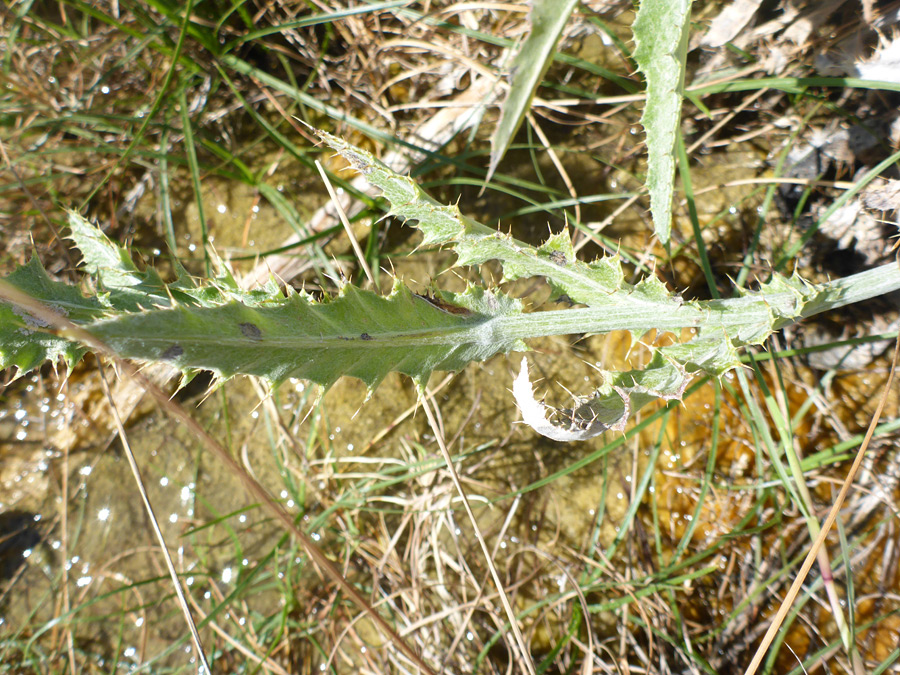 Narrow leaves