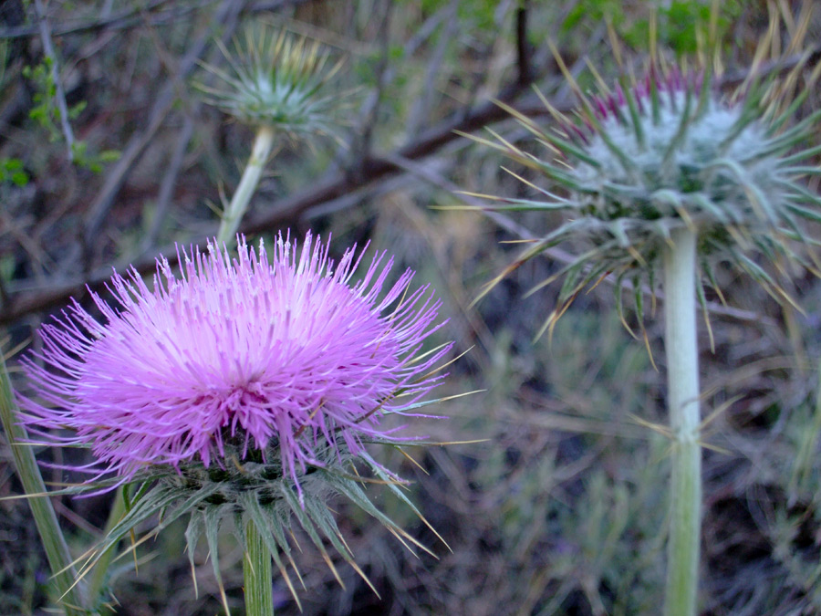 Spiky flower