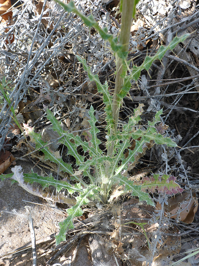 Base of a stem