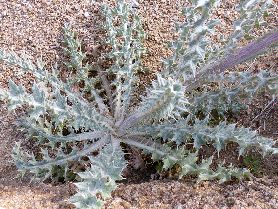 Greyish green leaves