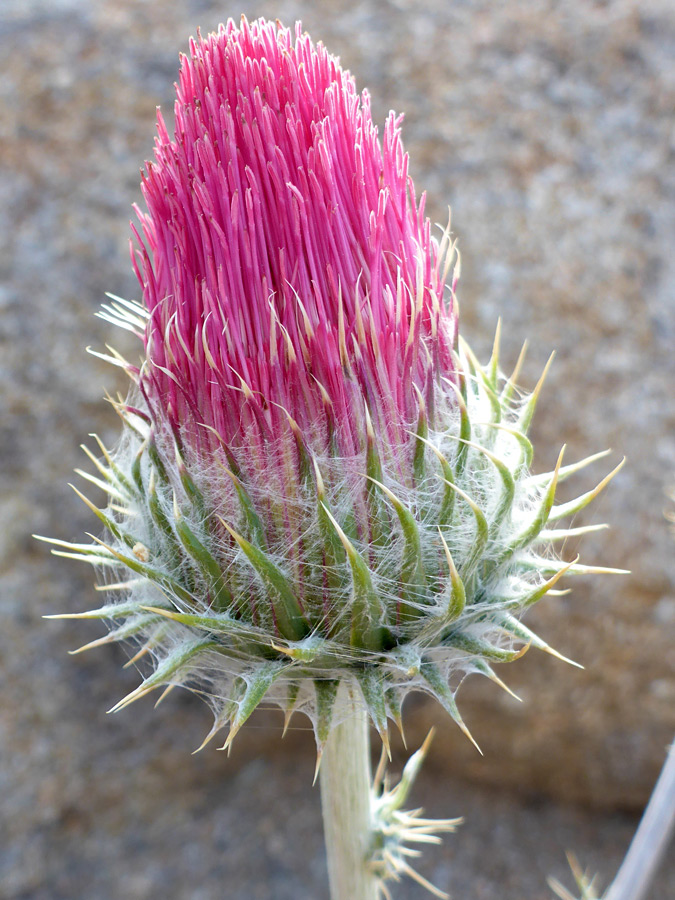 Developing flowerhead