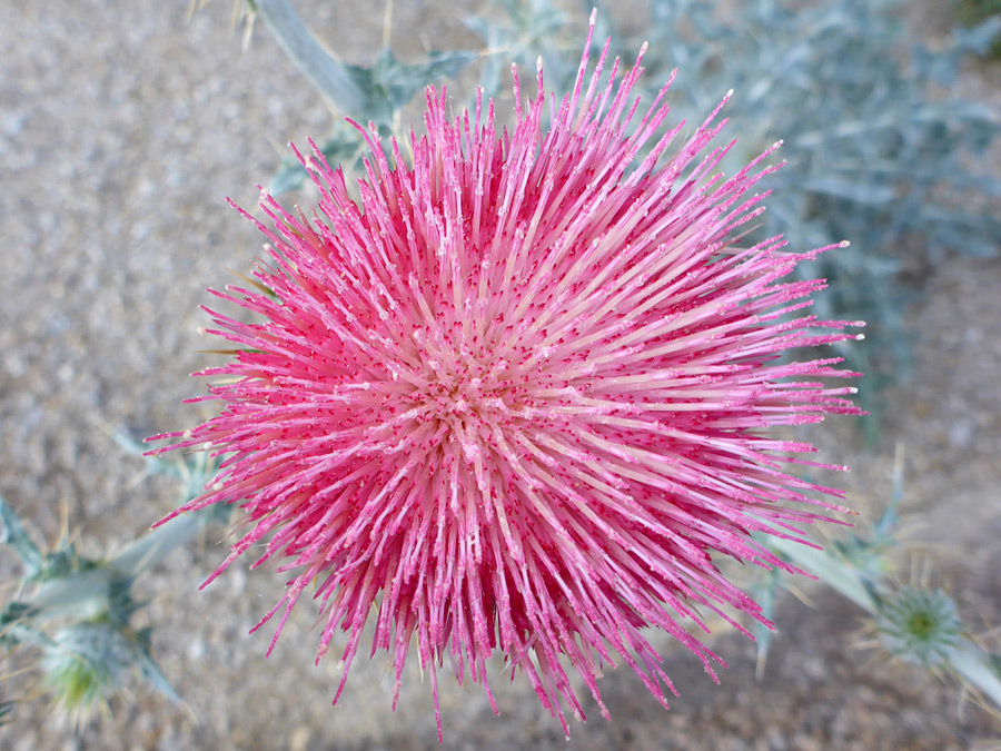 Reddish-pink flowerhead