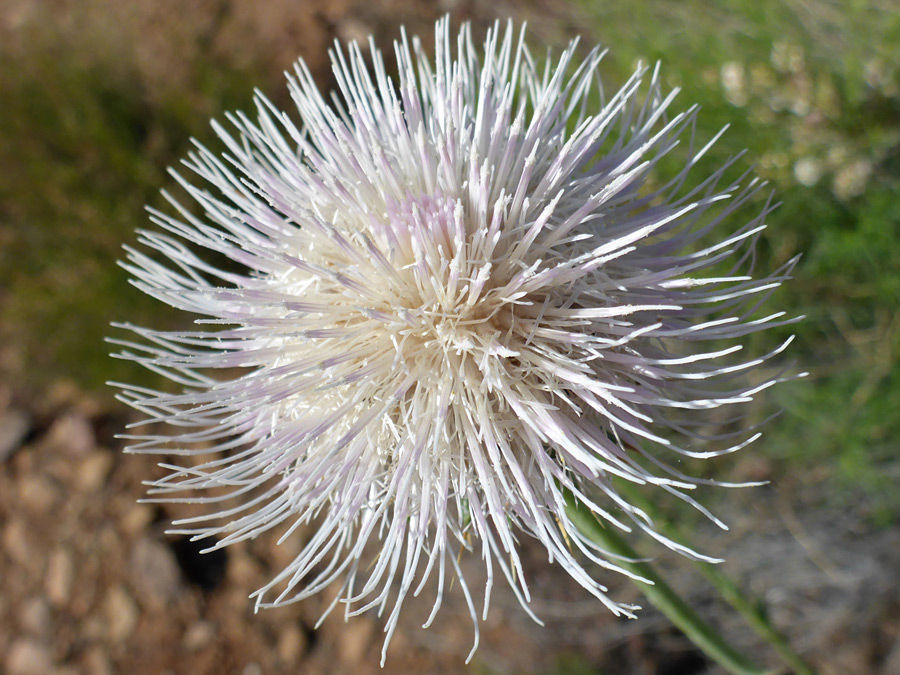 White flowerhead