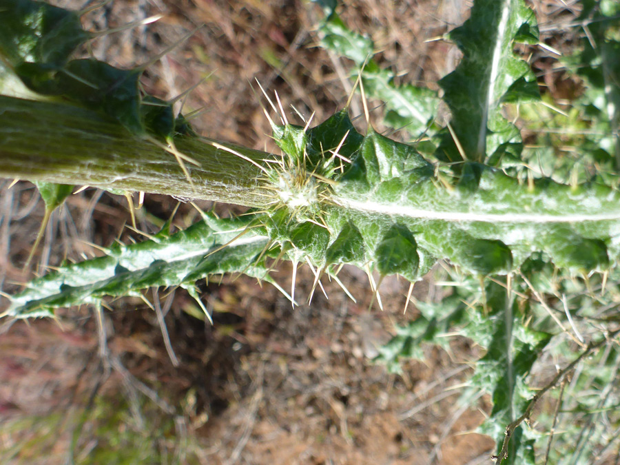 Stem and leaves