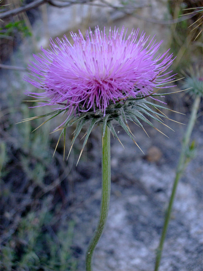 Flower and stalk