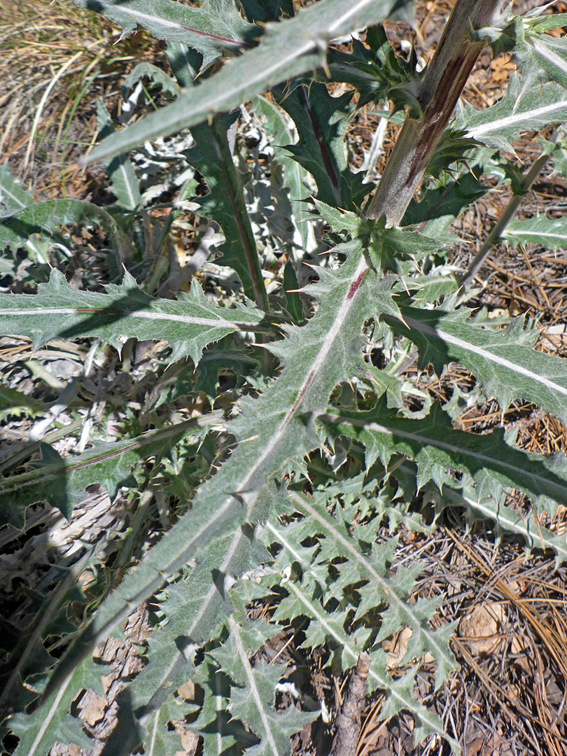 Narrow leaves