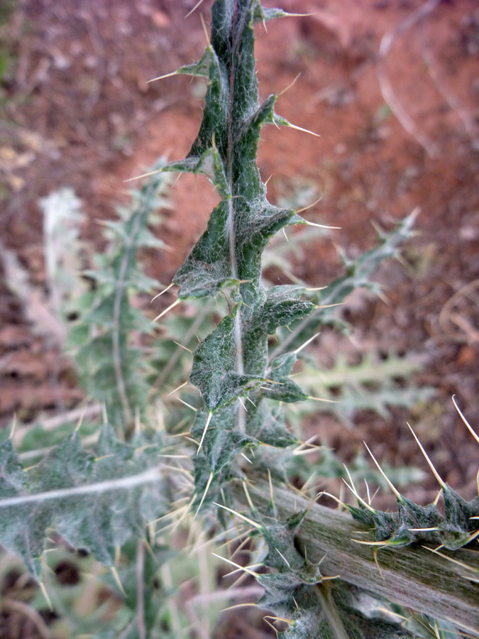 Leaf