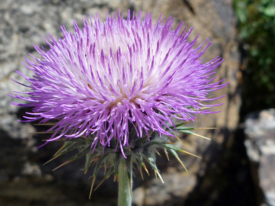 Pink-purple disc florets