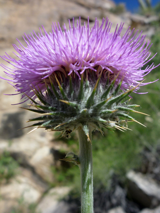 Flower and bracts